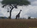 Kenya Safari Tsavo Est et Ouest 055